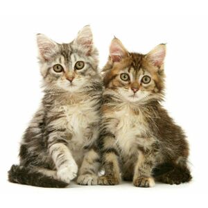 Fotovankúš, Dve mačky, 40 x 40 cm