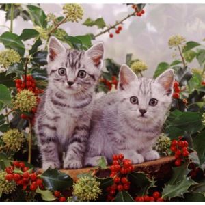 Forbyt, Fotovankúš, Dve mačky a jarabina, 40 x 40 cm samostatný návlek