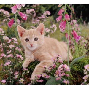 Forbyt, Fotovankúš, Mačka a ružové kvety, 40 x 40 cm samostatný návlek